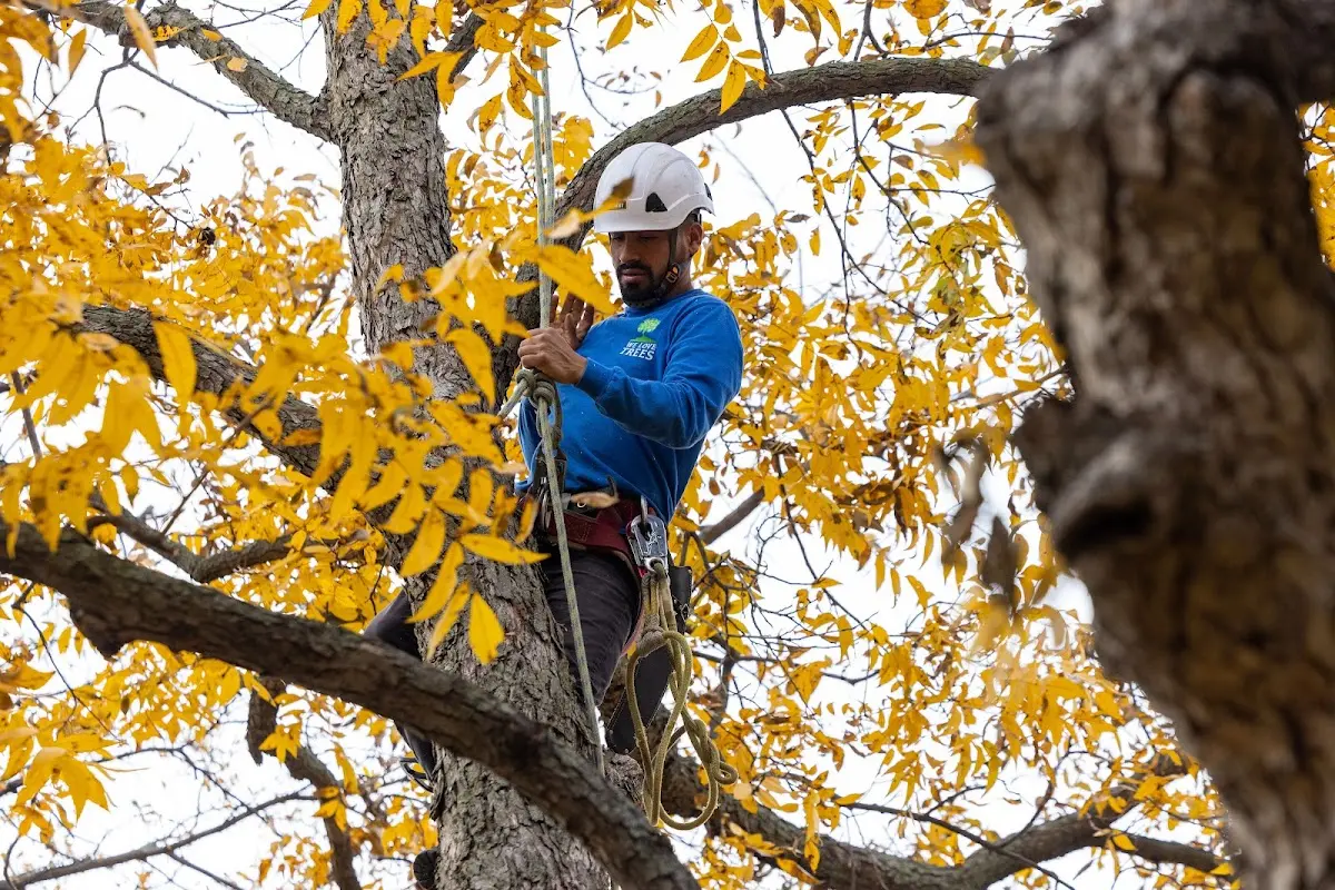 Skilled Tree Planing crew working in Ash Flat